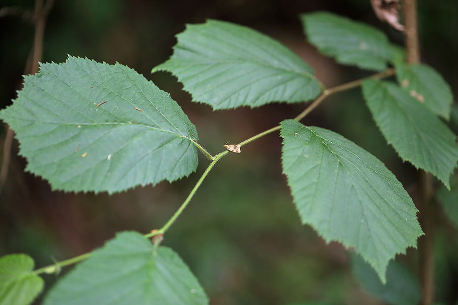 Tortricidae:  Epagoge grotiana (cfr.)